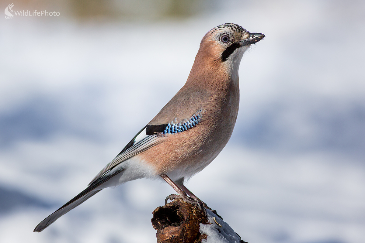 Sojka (Ladislav Dzivjak)
