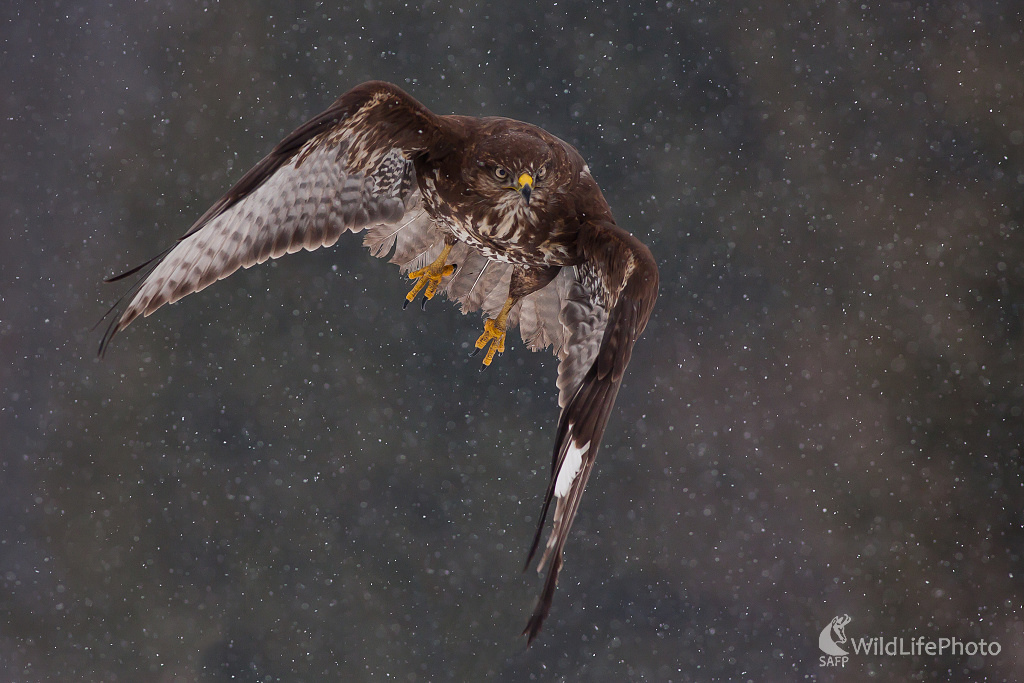 Snehová letovka (Ladislav Dzivjak)