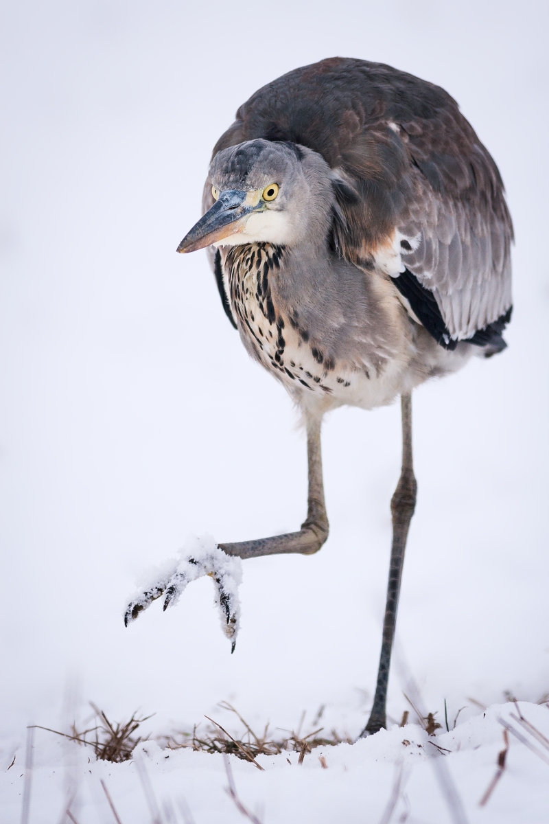 Volavka popolavá (Ardea cinerea) (Marián Maňúr)