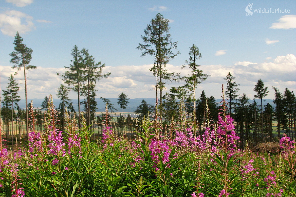 krajina nad Smokovcom (Michal Žec)