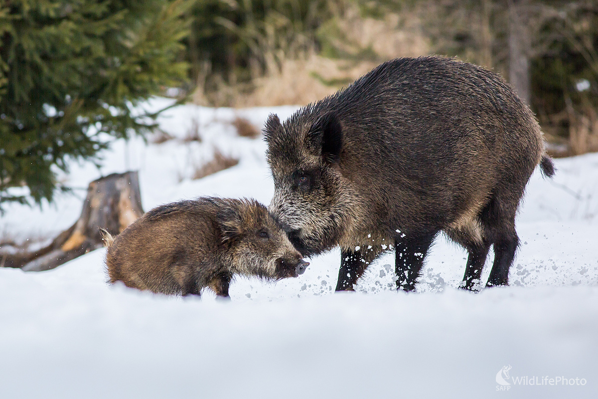 Pošepkám ti niečo (Ladislav Dzivjak)