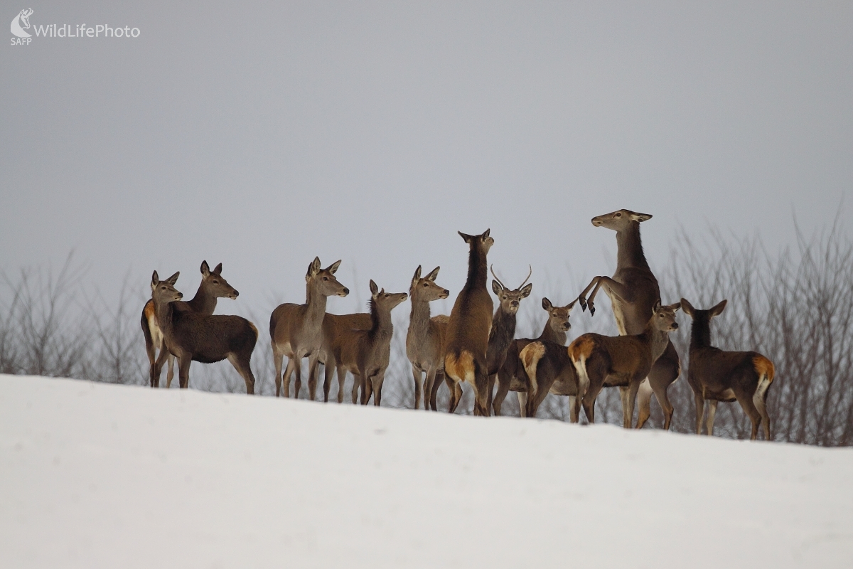 Zimné  radovánky (Vladimír Vician)