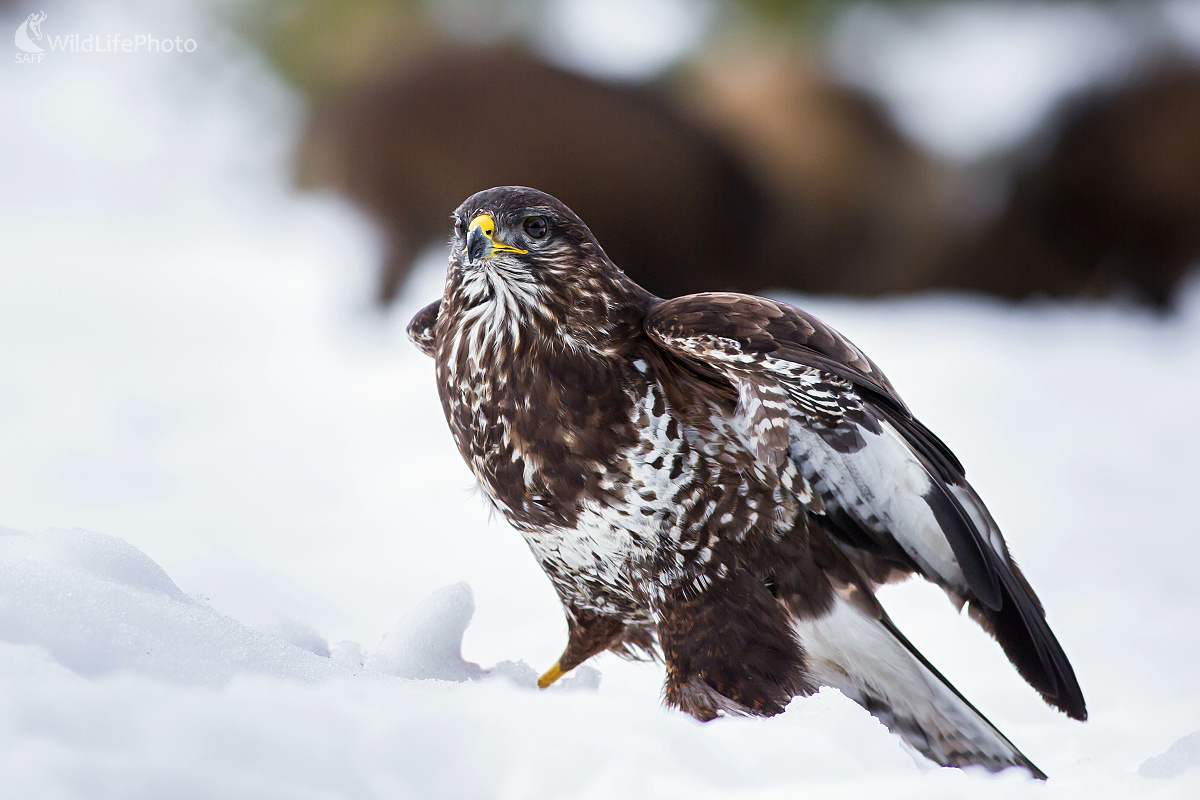 Myšiak lesný (Ladislav Dzivjak)