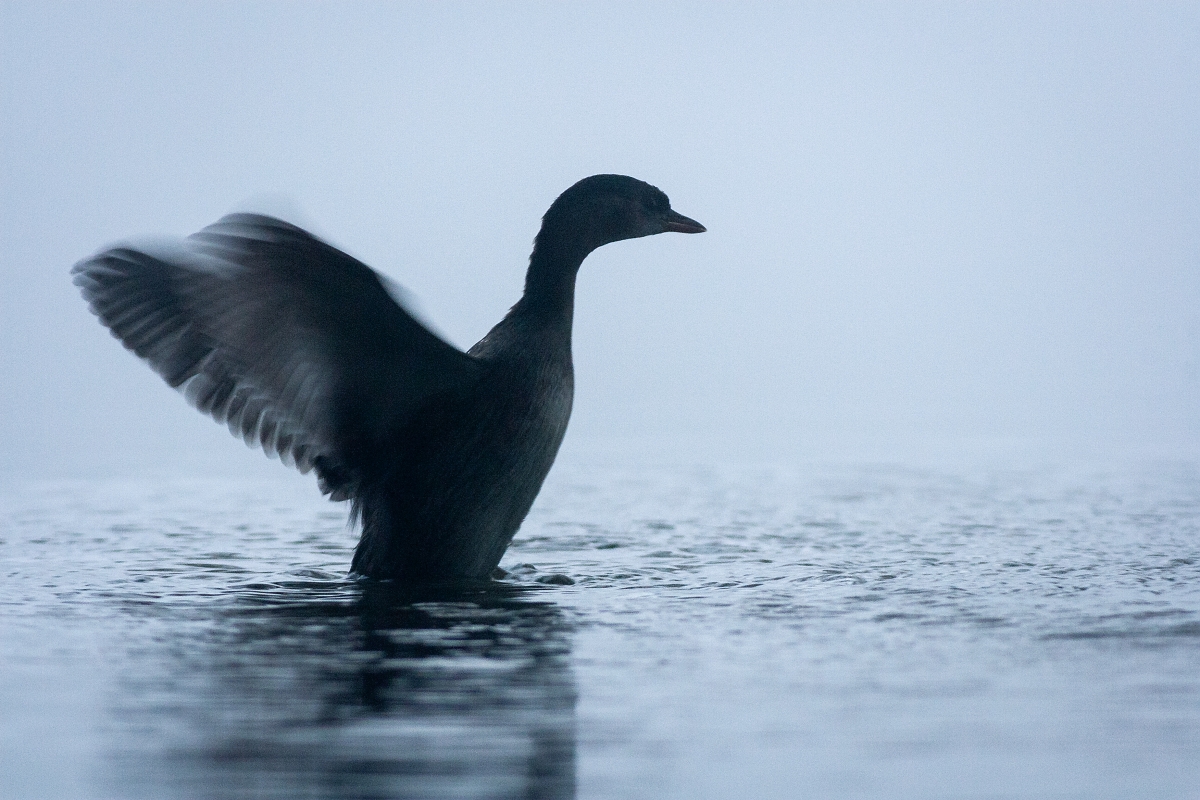 Potápka malá ( Tachybaptus ruficollis) (Marián Maňúr)