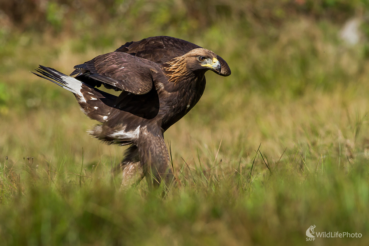 Na prechádzke (Ladislav Dzivjak)