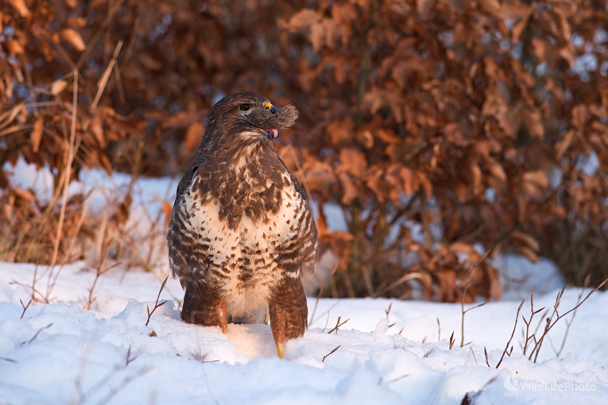Na maškarný bál (František Hromada)