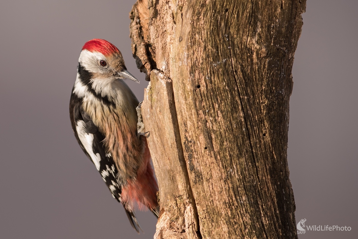 Prostredník (Ľubomír Ondráško)
