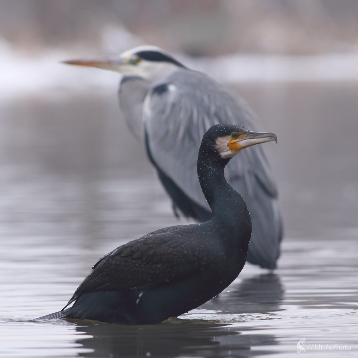Kormorán a volavka (Jaroslav Šubjak)