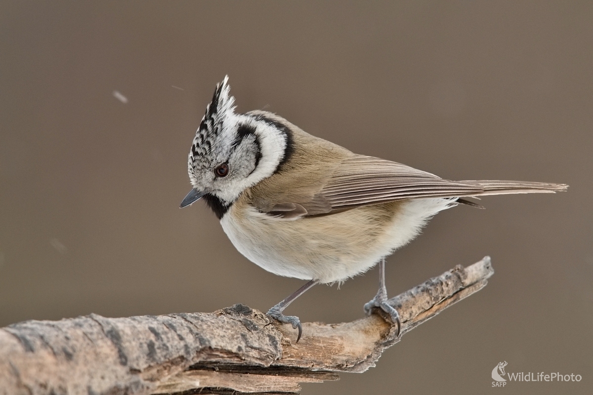 Sýkorka chochlatá  (František Hromada)