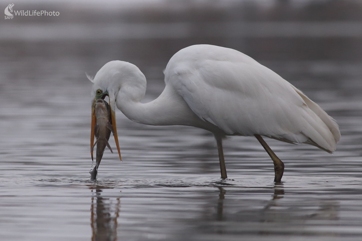 Slušný úlovok (Jaroslav Šubjak)