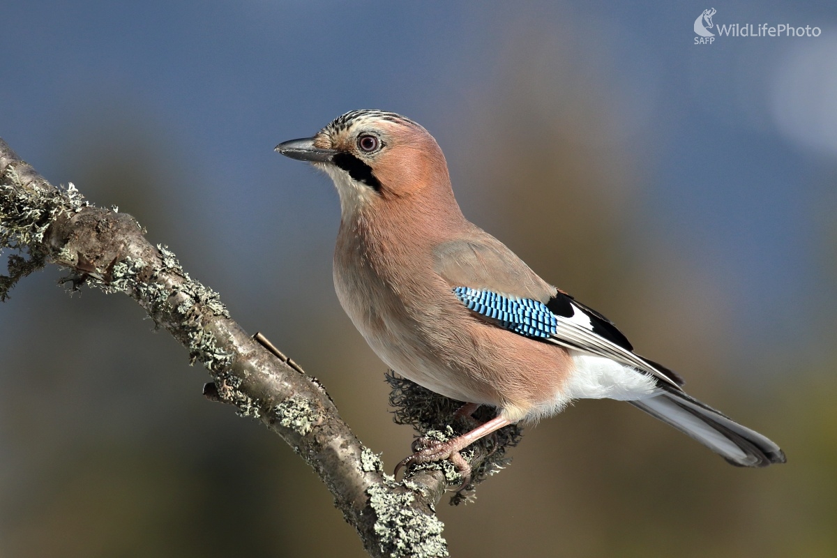 Sojka (Vladimír Michalec)
