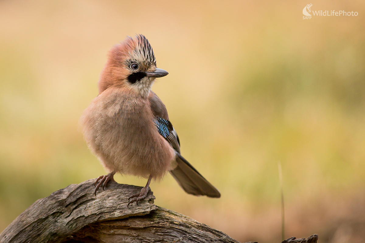 Chochoľ (Ladislav Dzivjak)