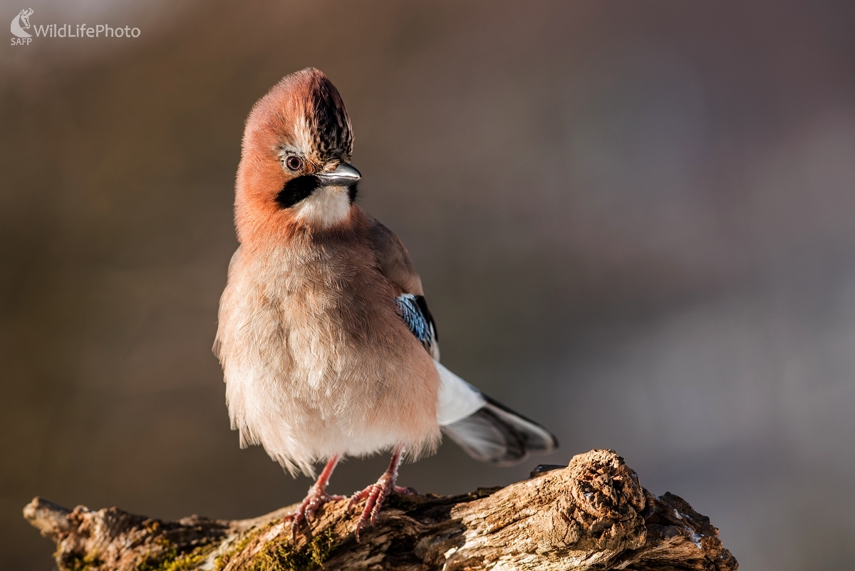 Frizúra (Ľubomír Ondráško)