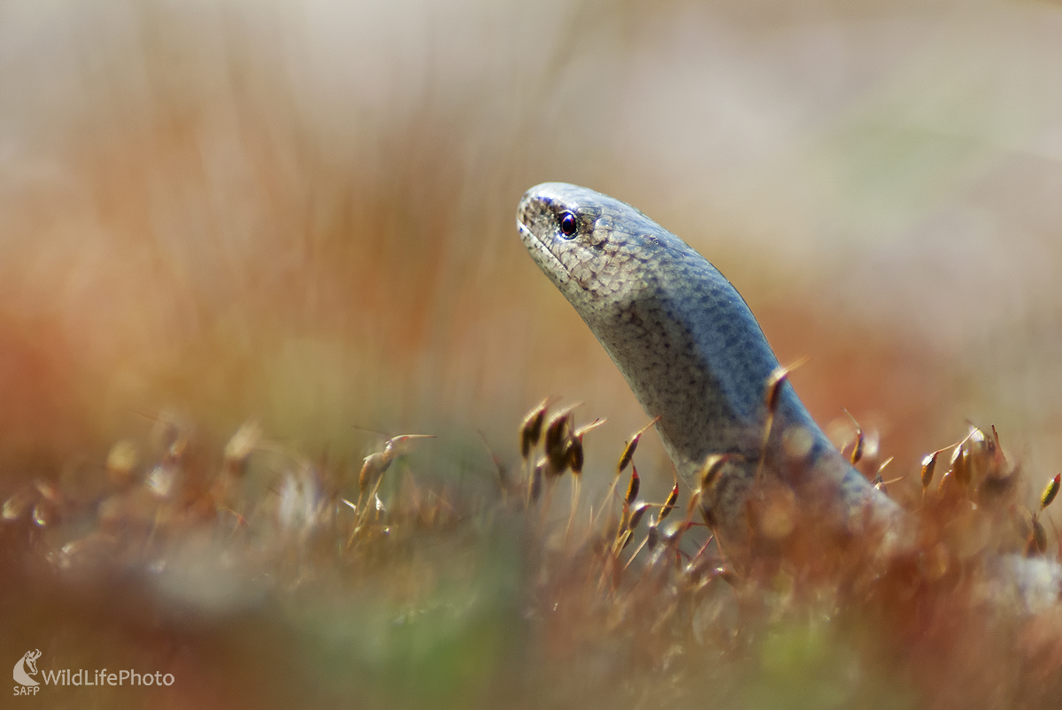 Slepúch lámavý (Peter Fodor)