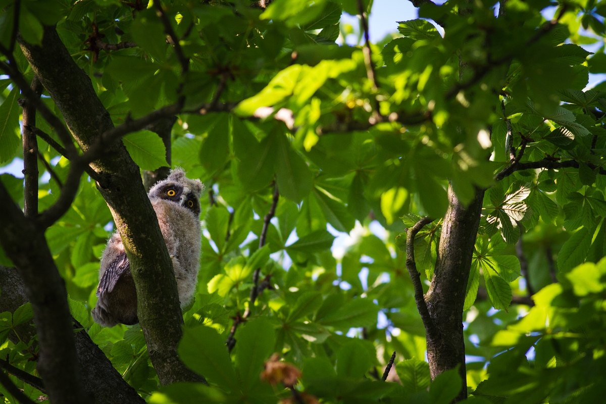 Myšiarka ušatá (Asio Otus) (Marián Maňúr)