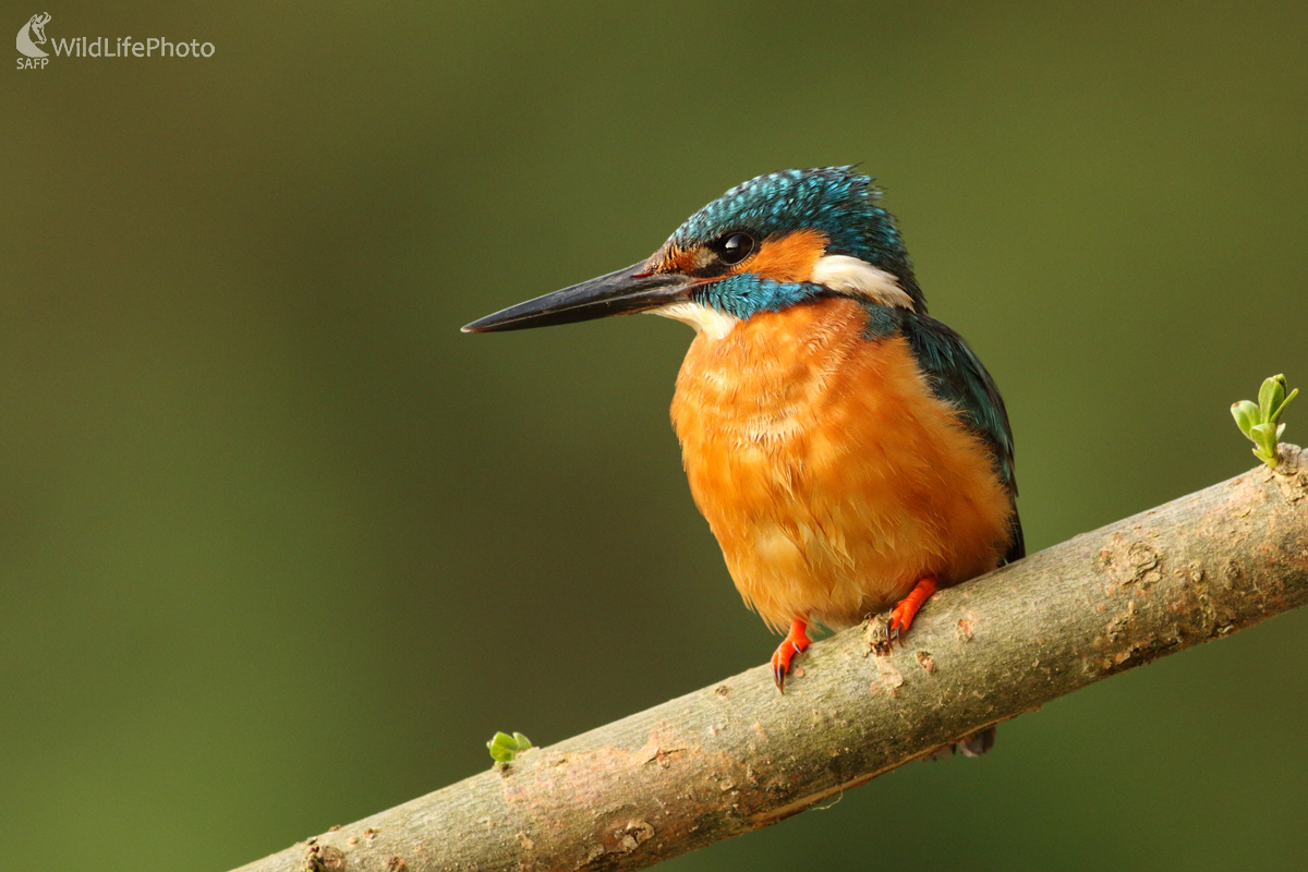 Rybárik riečny - samec (Michal Stoklasa)