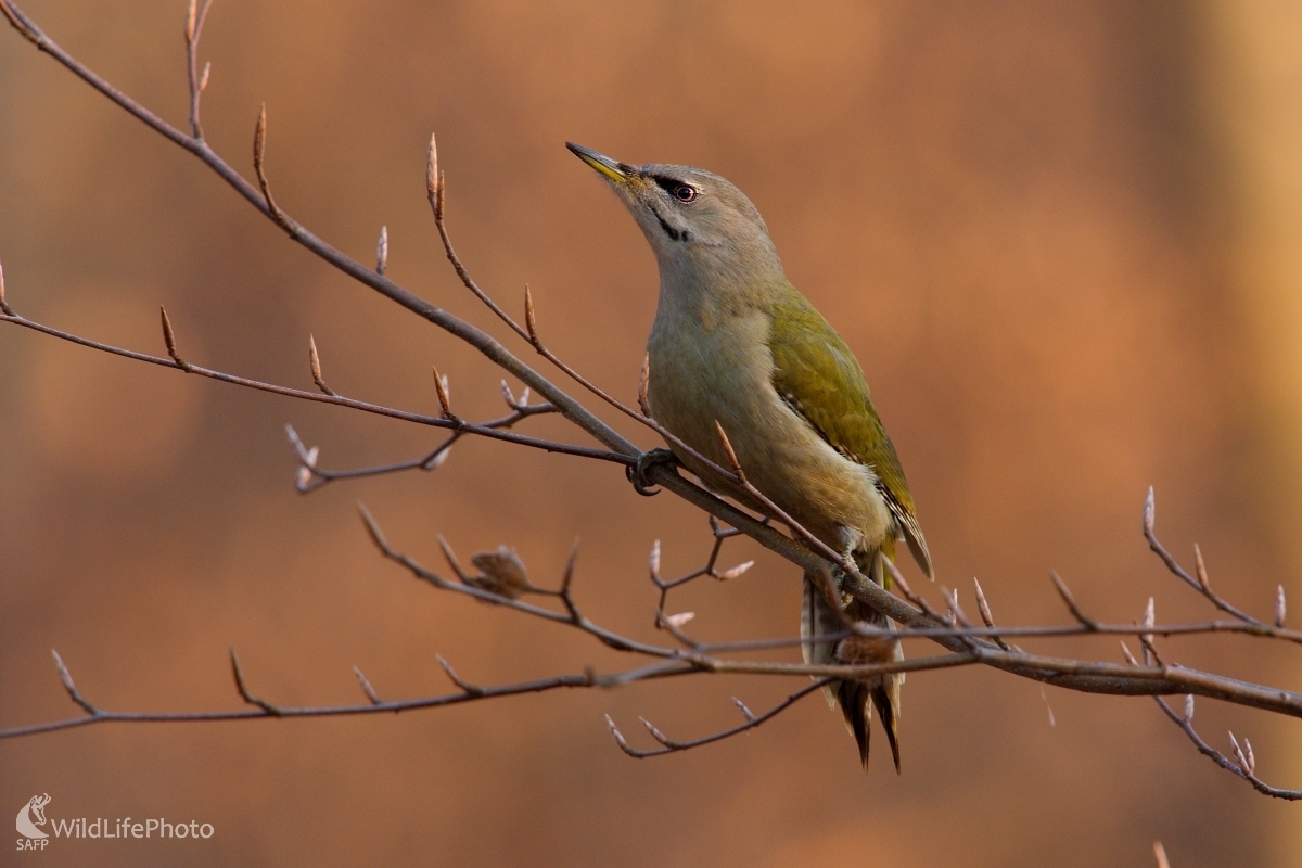 Podvečer v bučine (František Hromada)