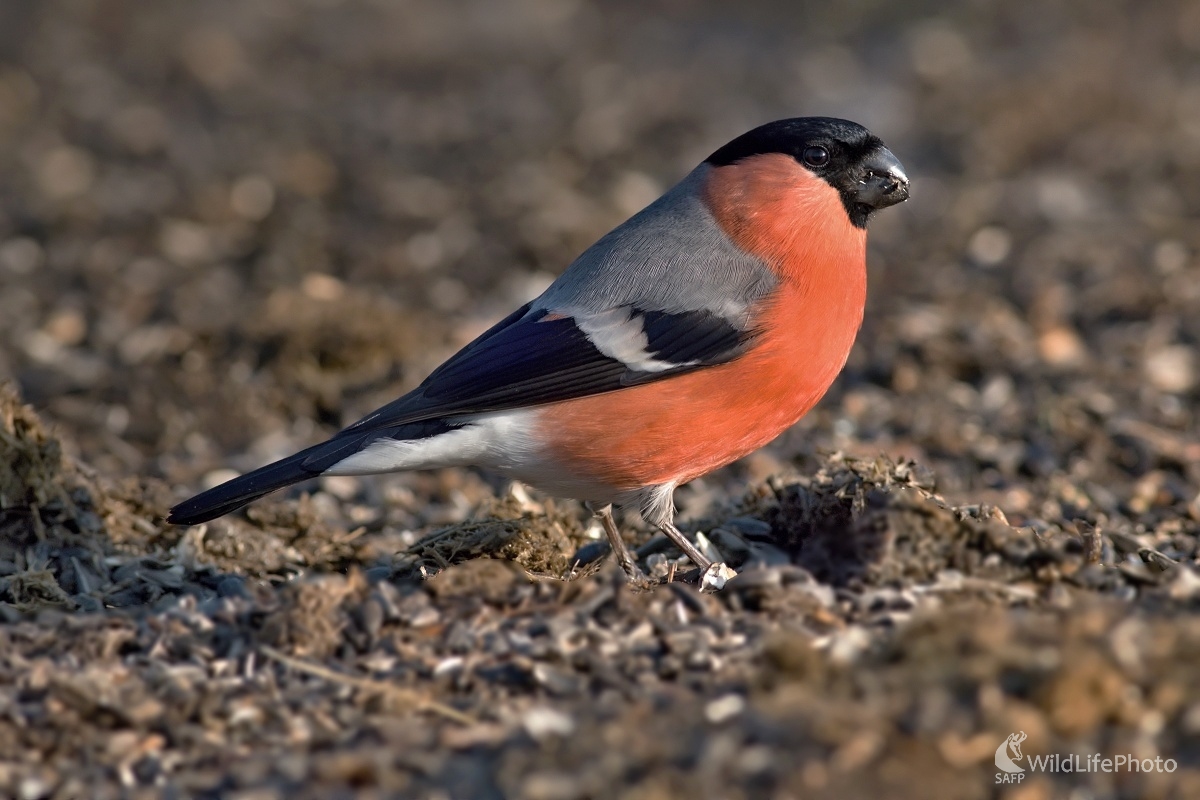 Hýľ lesný (Maroš Detko)