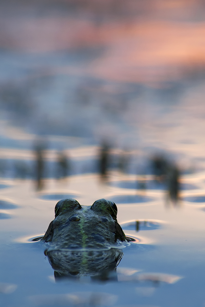 Súmrak obojživelníkov (Peter Fodor)