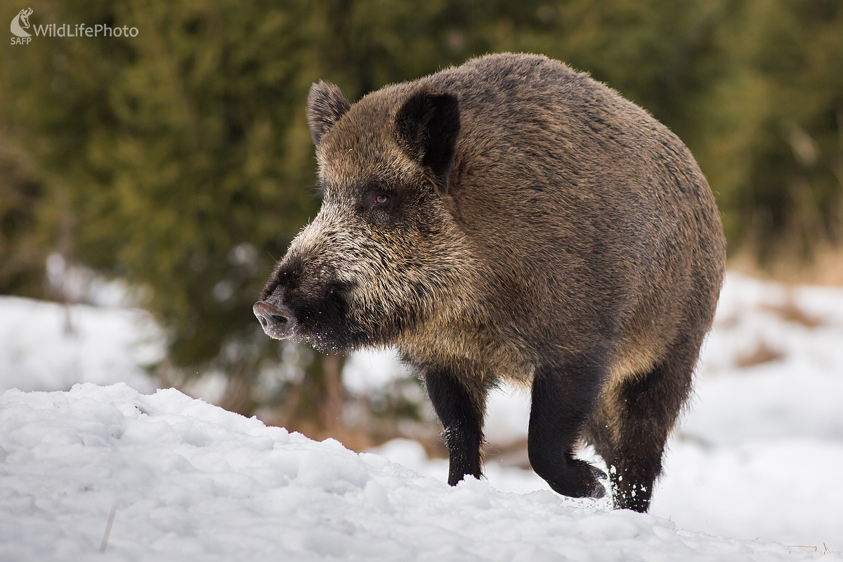 Sústredená (Ladislav Dzivjak)