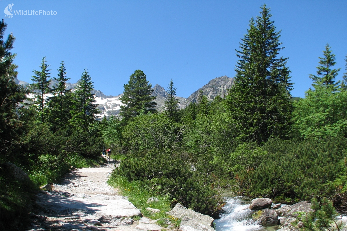 V doline Zeleného plesa (Michal Žec)