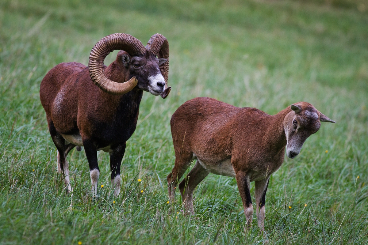 Muflón lesný (Ovis musimon) (Marián Maňúr)