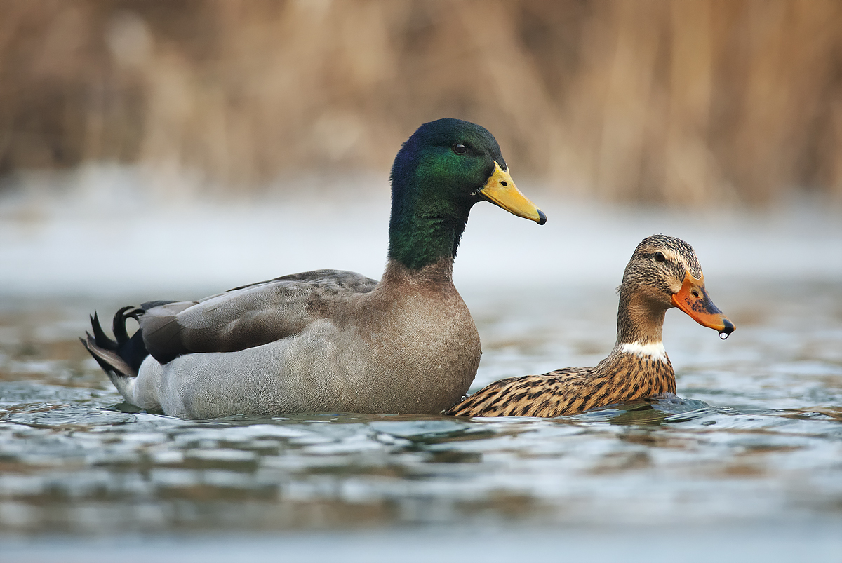Párenie (Peter Fodor)