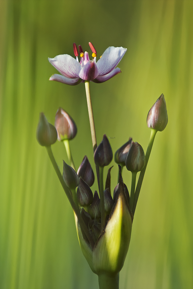 Šmel okolíkatý (Peter Fodor)