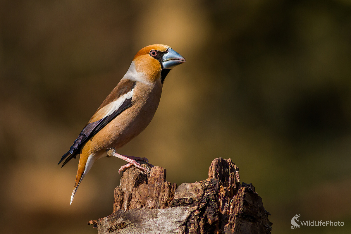 Glezg (Ladislav Dzivjak)