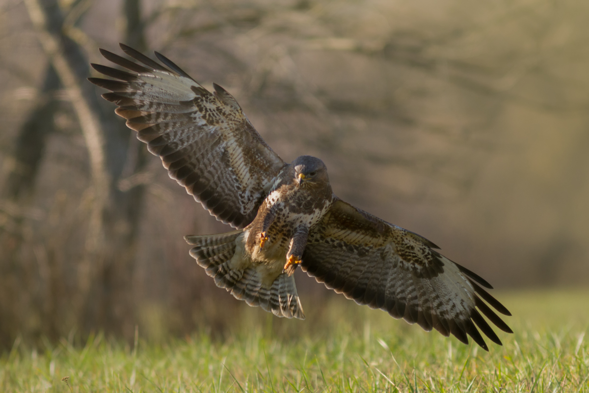 Pristátie (Edmund Lelkes)