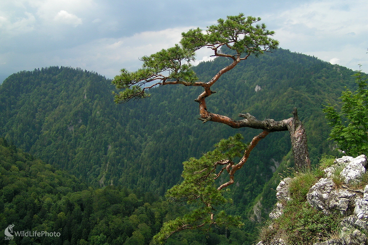 Na Sokolici (Michal Žec)