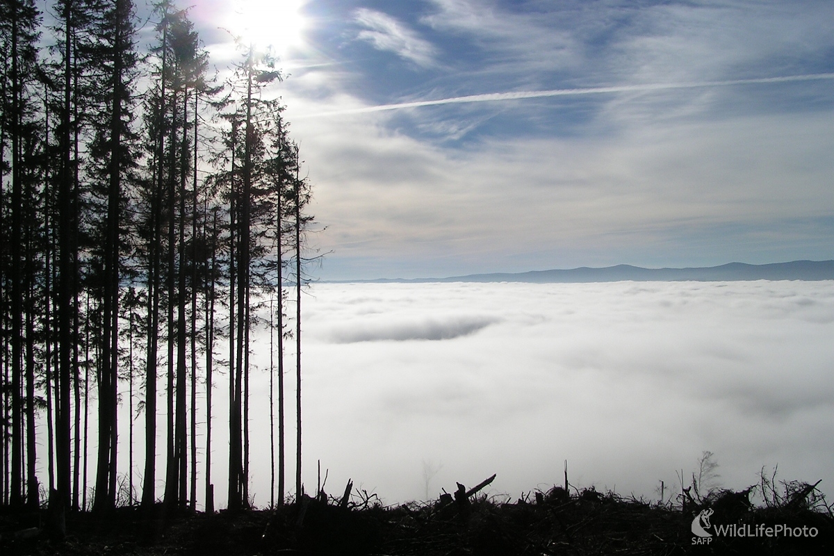 Pozostalí (Michal Žec)