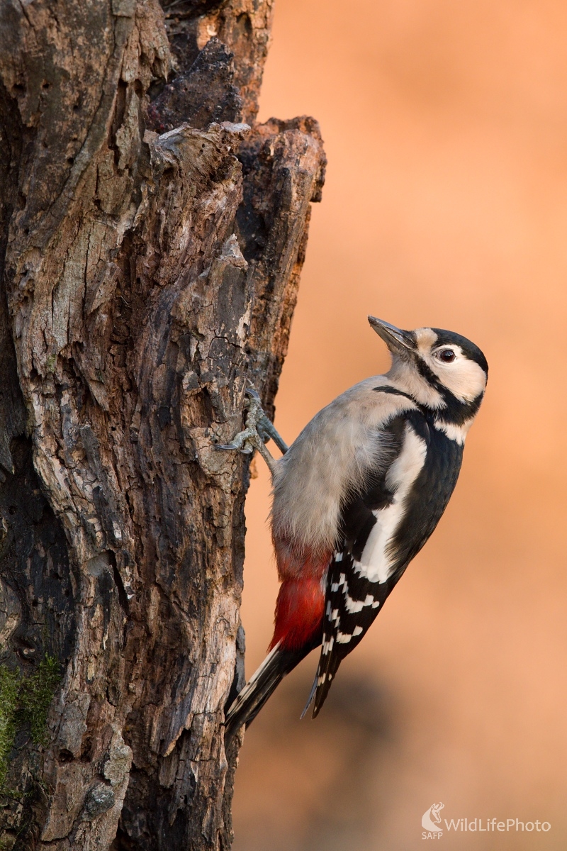 Madam (František Hromada)