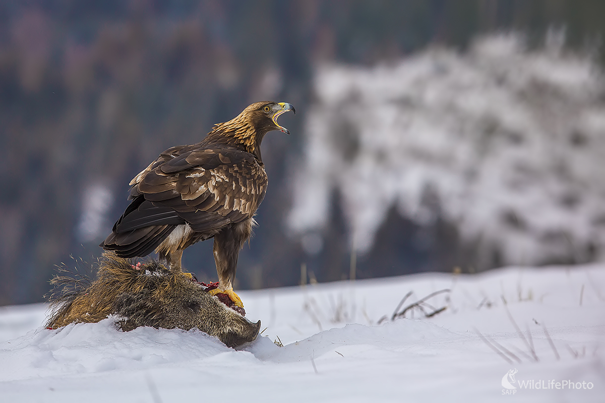 Skalák (Ivan Godál)