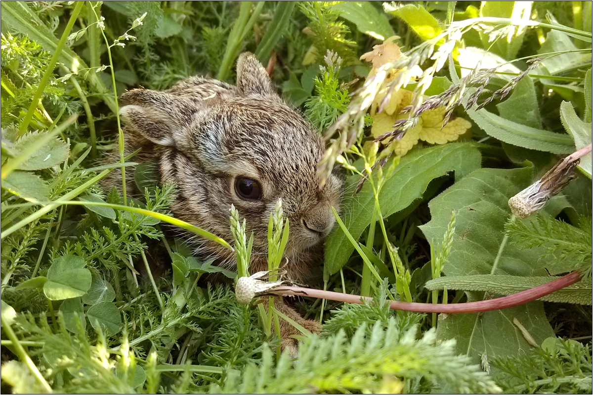 Zajac poľný (Ján Maderič)