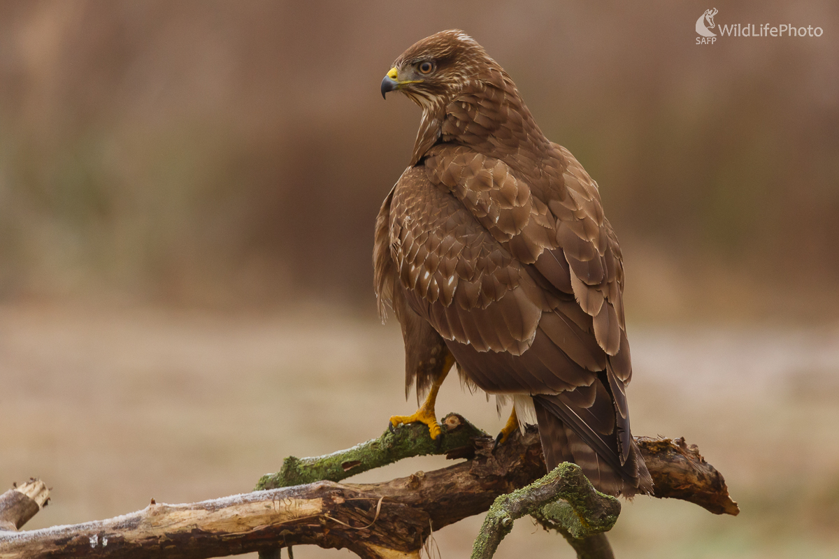 Myšiak hôrny (Buteo buteo)  (Jaroslav Praženka)