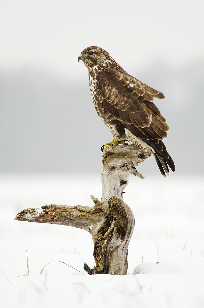 Na stráži (Peter Fodor)