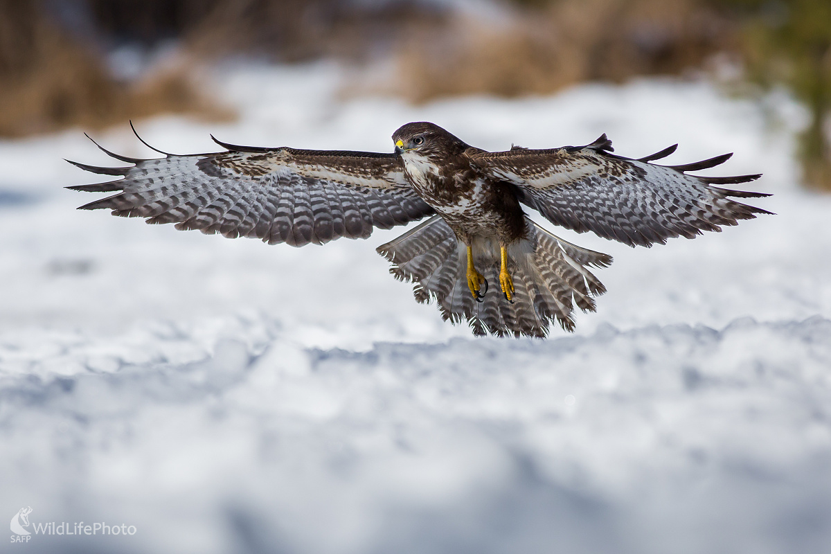 Zimná momentka nízkeho preletu  (Ladislav Dzivjak)