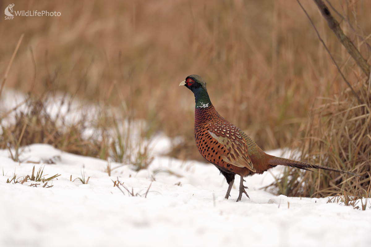 Opatrný... (Vladimír Sabo)