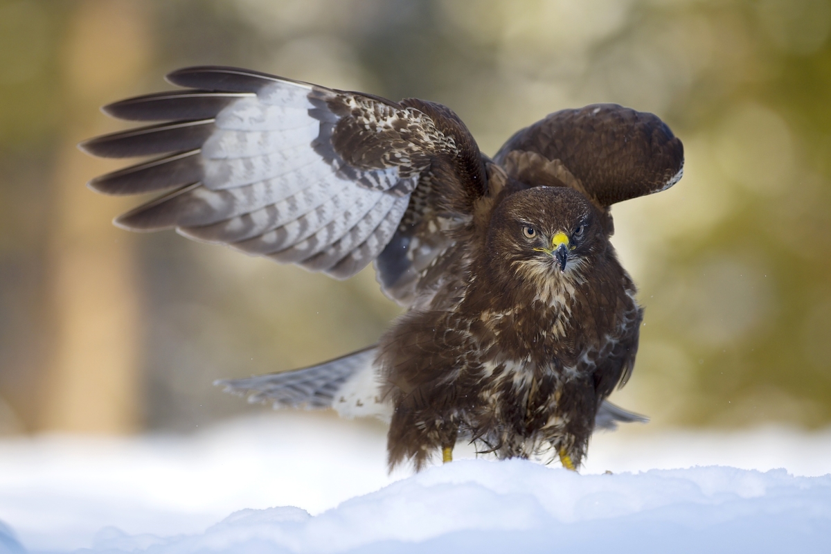 ... autorita pohľadu ... (Dušan Majerník)