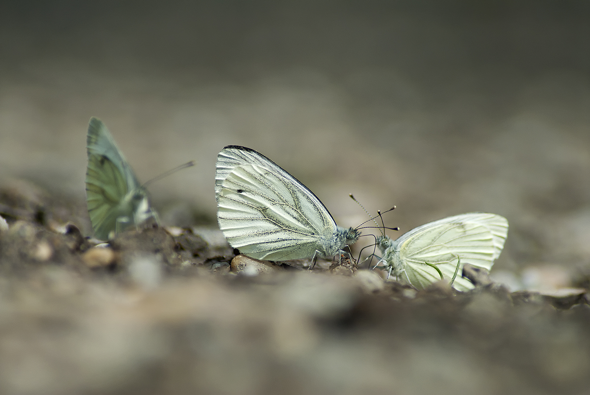 Letné cicanie (Peter Fodor)