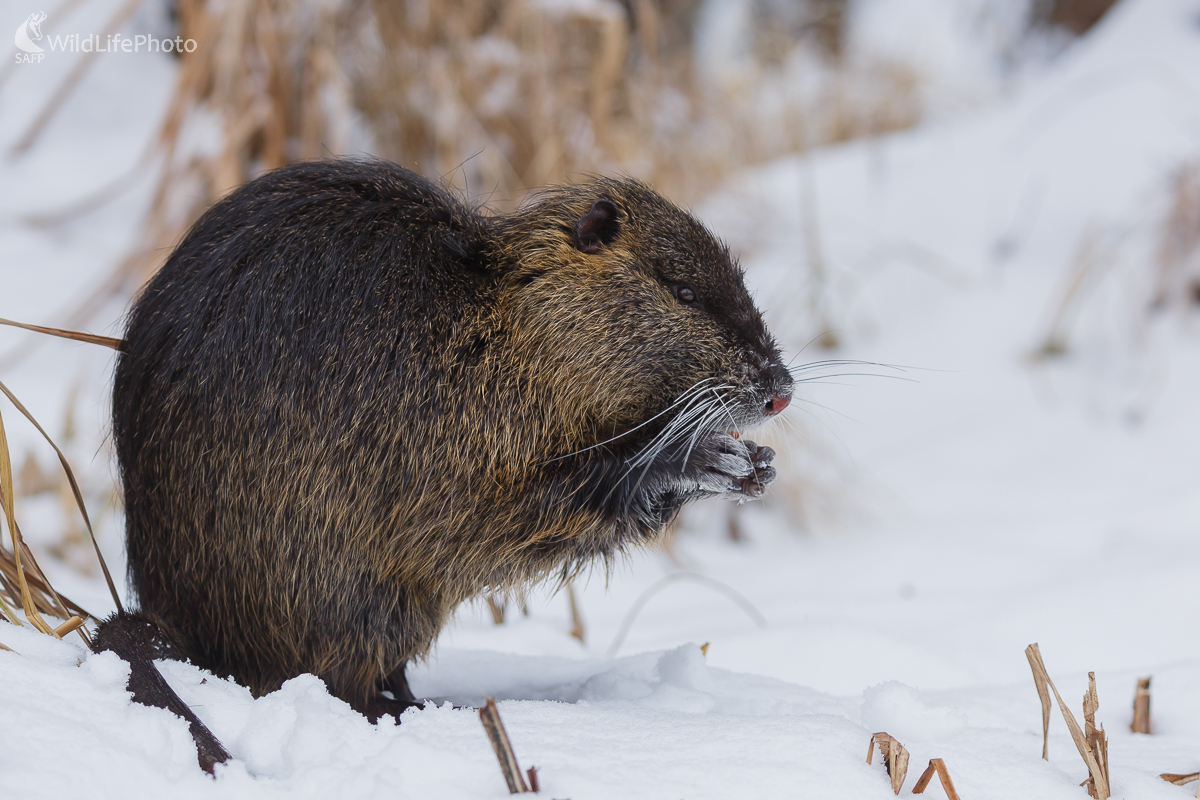 Nutria riečna (Myocastor coypus) (Jaroslav Praženka)