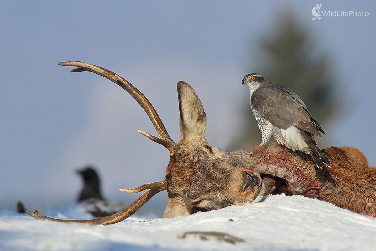 Strážca (Dominik Kalata)