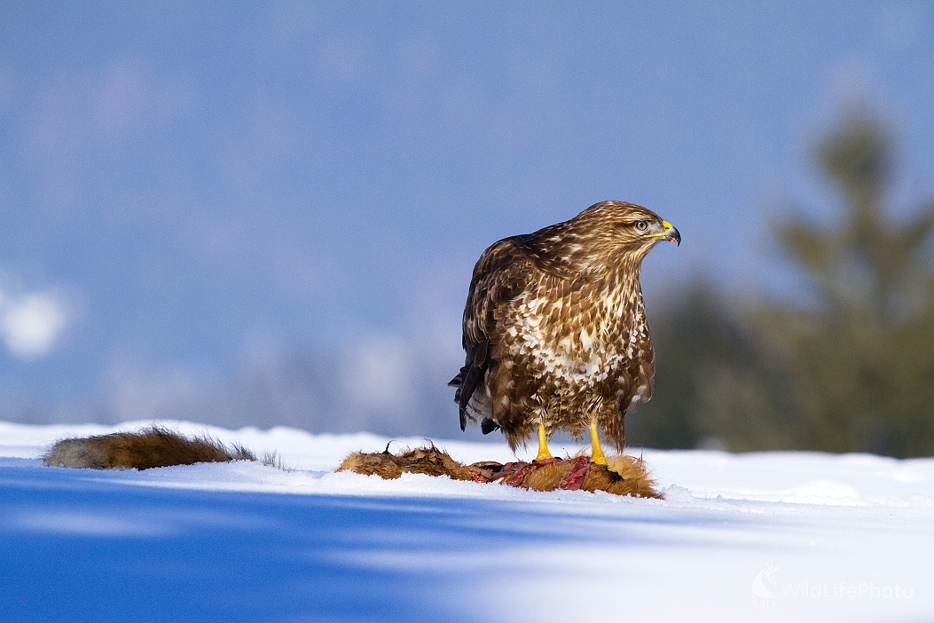 Myšiak hôrny (Milan Fuňák)