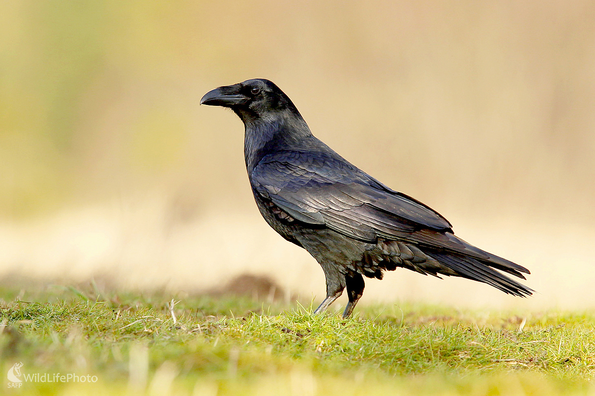 Krkavec čierny (Dominik Kalata)