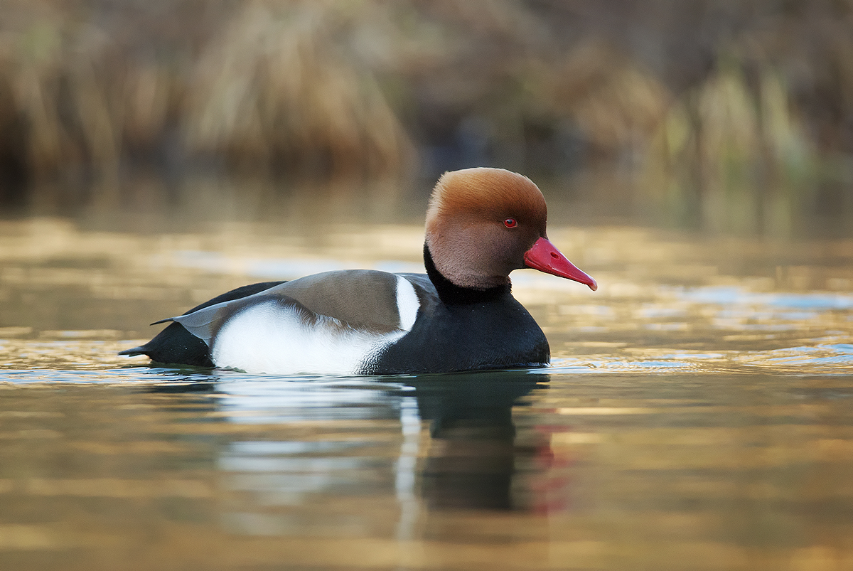 Hrdzavka potápavá (Peter Fodor)