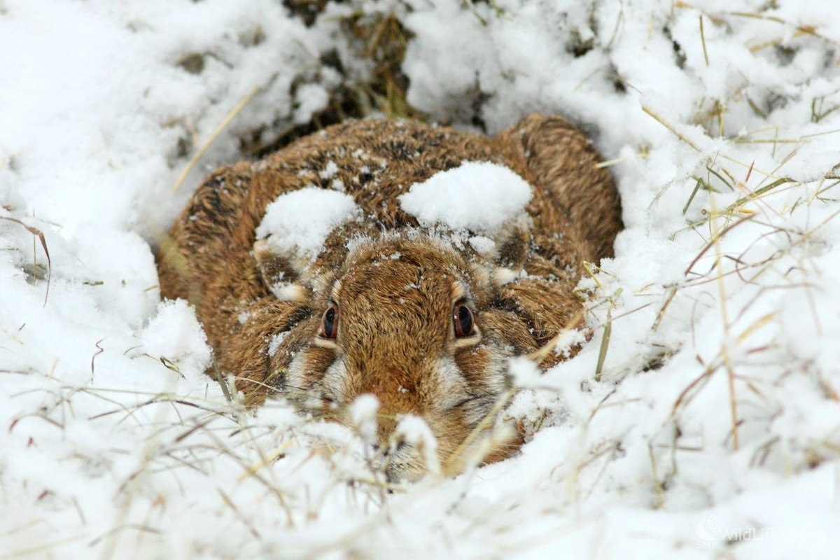 Utajený na ležovisku (Vladimír Michalec)