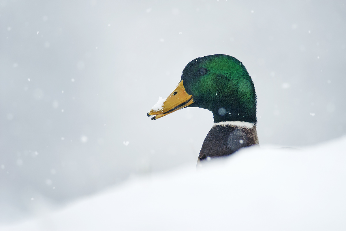 Portrét káčera (Peter Fodor)