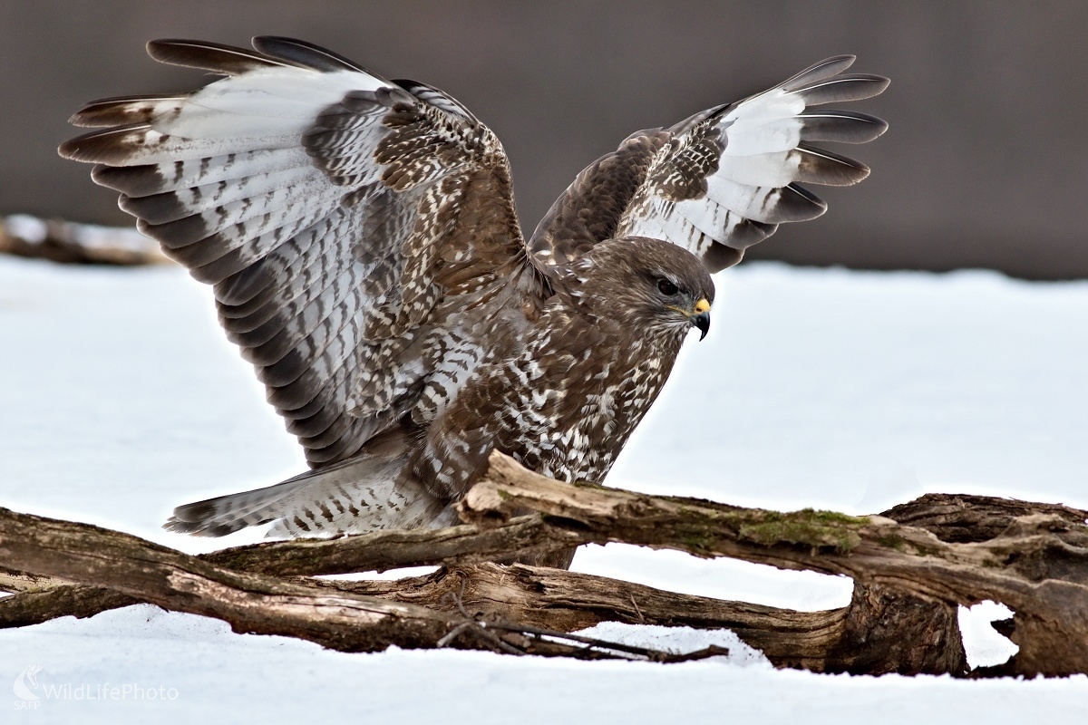 Kamoš z lesa (Maroš Detko)