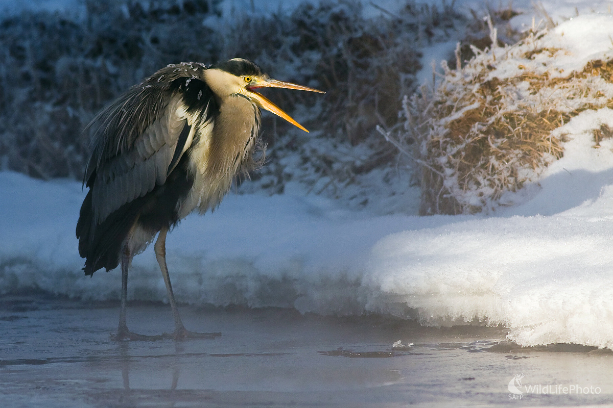 Prebudenie slnkom (Ladislav Dzivjak)